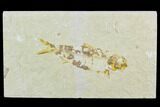 Bargain Fossil Fish (Knightia) - Wyoming #119987-1